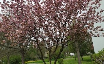 pro domo Hausverwaltungsgesellschaft mbH