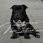 ACP Immo Roses